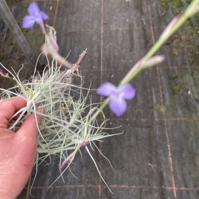 Tillandsia malemontii