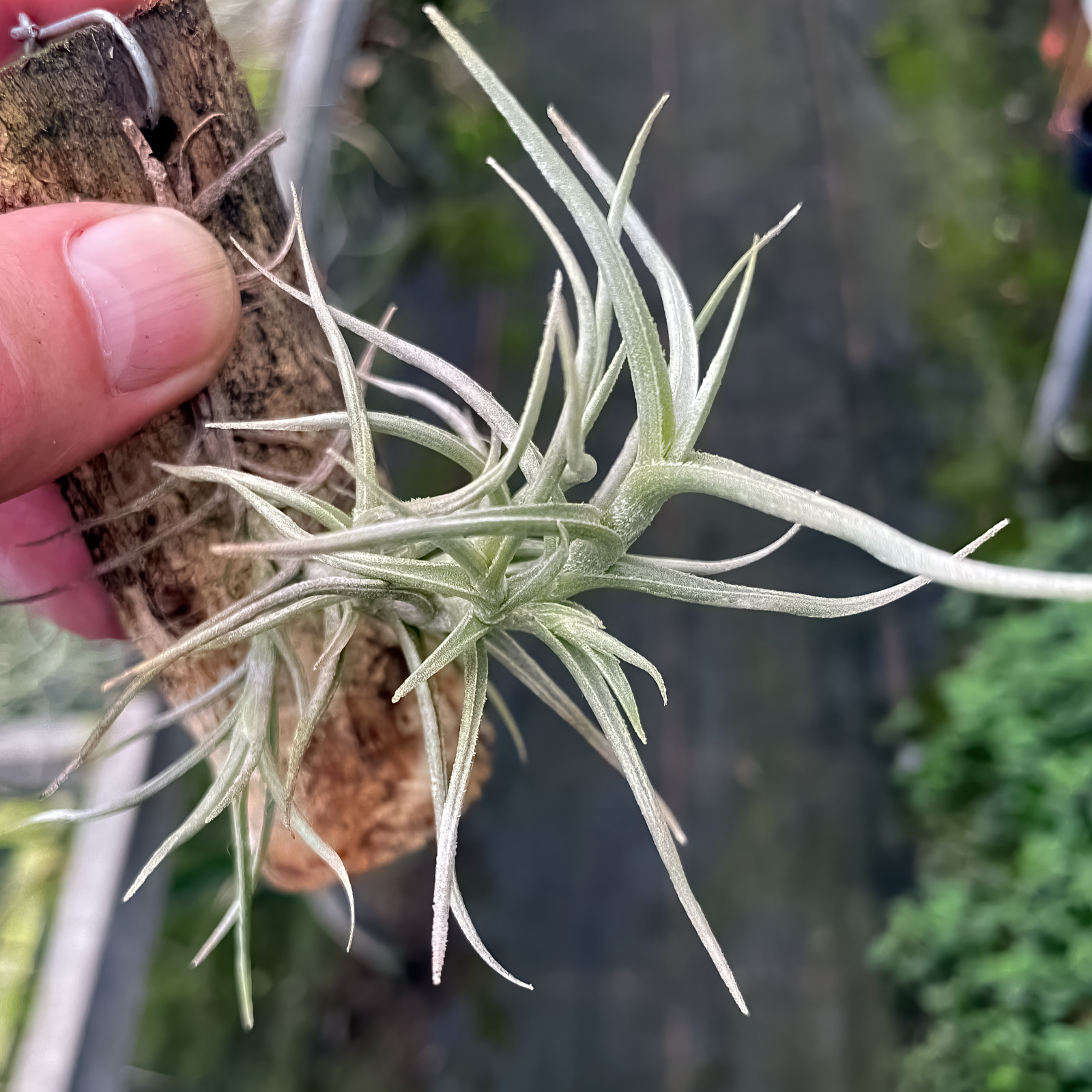 Tillandsia myosura