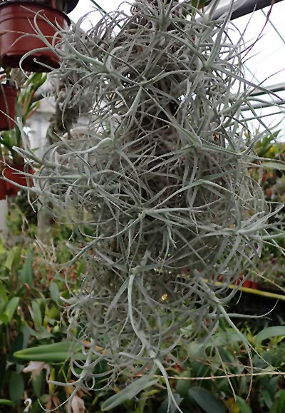 Tillandsia paleacea