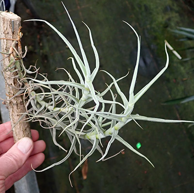 Tillandsia paleacea