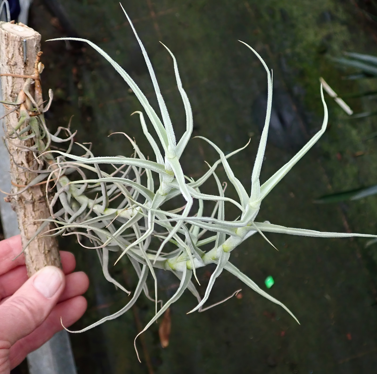 Tillandsia paleacea