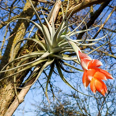 Tillandsia recurvifolia var. subsecundifolia