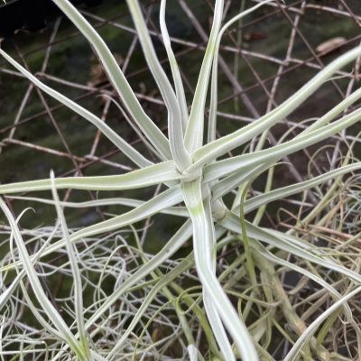 Tillandsia reichenbachii