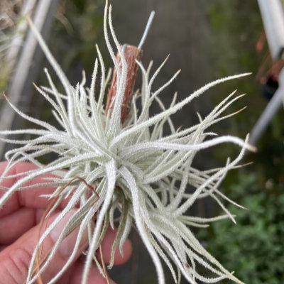 Tillandsia reichenbachii