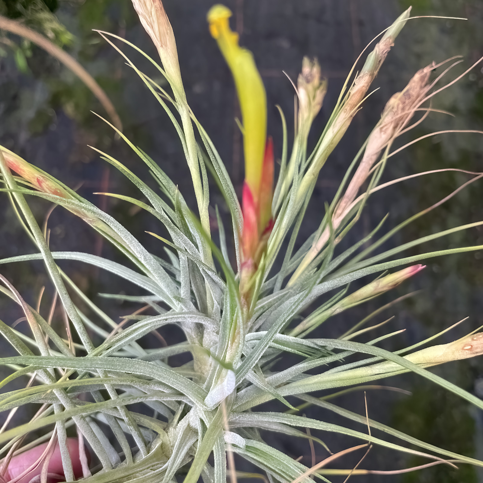 Tillandsia schiedeana