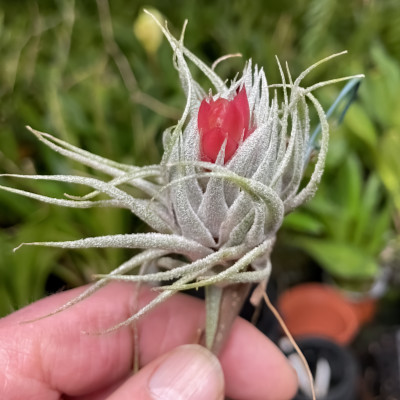 Tillandsia sprengeliana