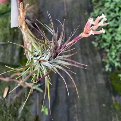 Tillandsia tenuifolia var.: nigra