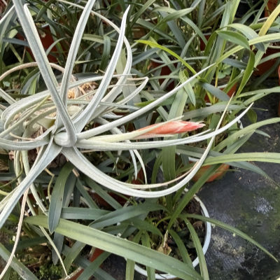 Tillandsia toropiensis
