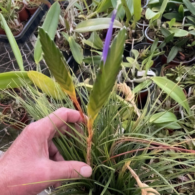 Tillandsia tricolor