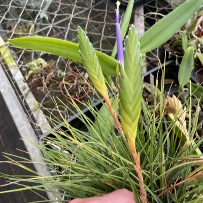 Tillandsia tricolor