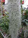 Tillandsia usneoides