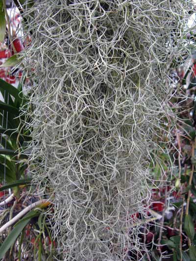 Tillandsia usneoides