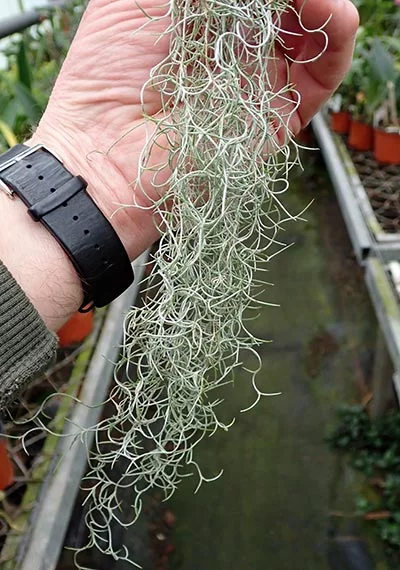Tillandsia usneoides (kleinste Form)