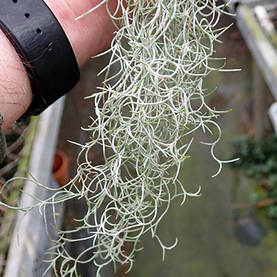 Tillandsia usneoides (kleinste Form)