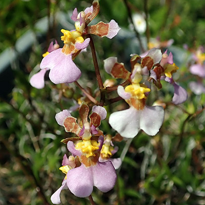 Tolumnia hawkensoniana