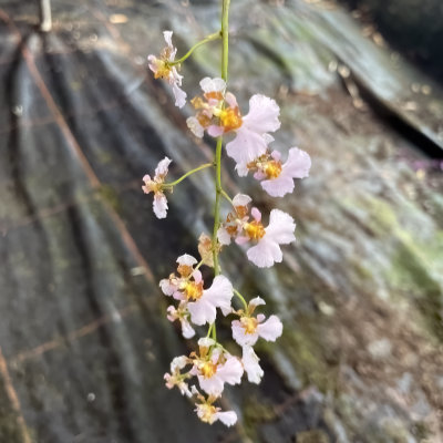 Tolumnia scandens