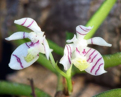 Trichoglottis putida / pusilla