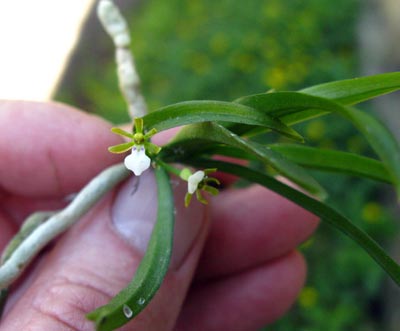 Trichoglottis triflora