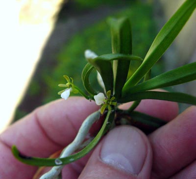 Trichoglottis triflora