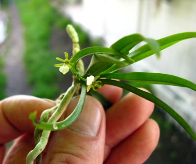 Trichoglottis triflora