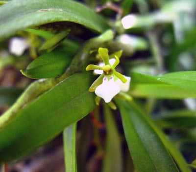 Trichoglottis triflora