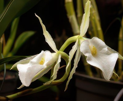 Trichopilia fragrans