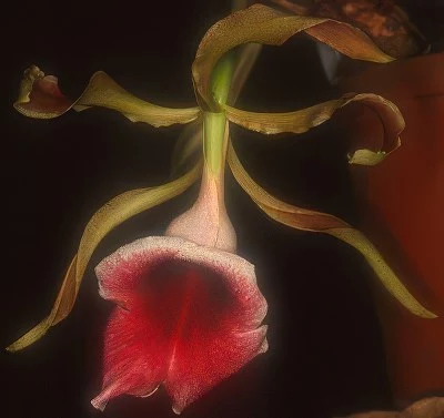 Trichopilia marginata
