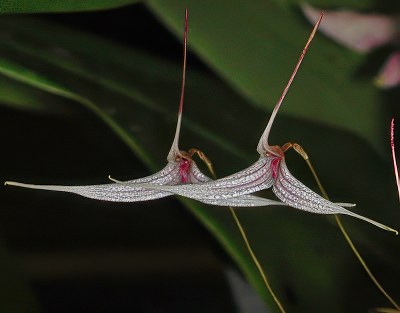 Trisetella hoeijeri