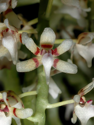 Tuberolabium odoratissimum