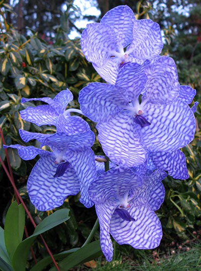 Vanda coerulea