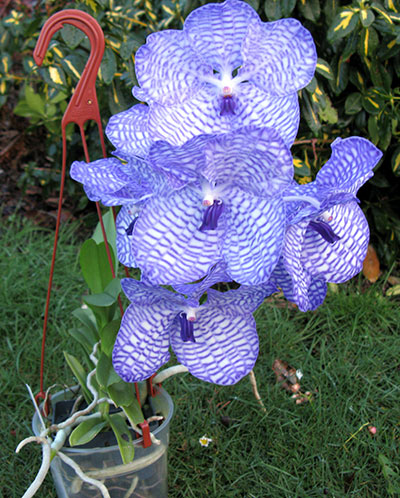 Vanda coerulea