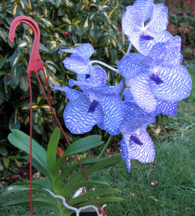 Vanda coerulea