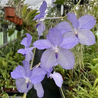 Vanda coerulea