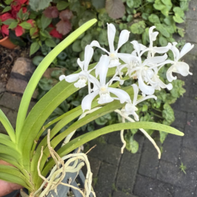 Vanda coerulescens alba