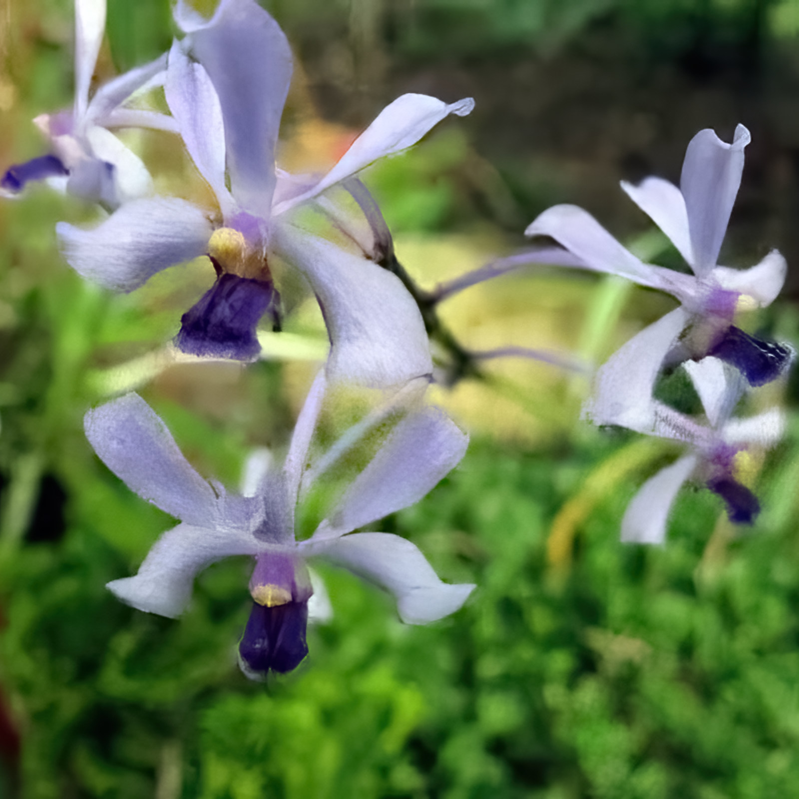 Vanda coerulescens Schaupflanzen