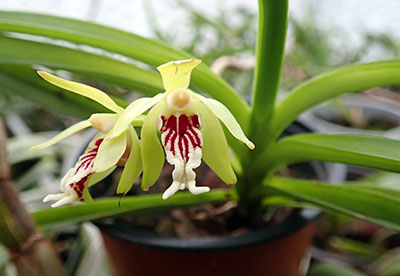 Vanda cristata