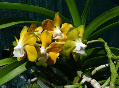 Vanda denisoniana orange type