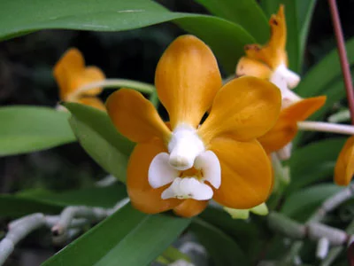 Vanda denisoniana orange type