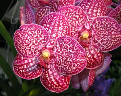 Vanda Firebrick