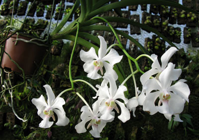 Vanda javirae