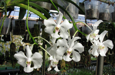 Vanda javirae