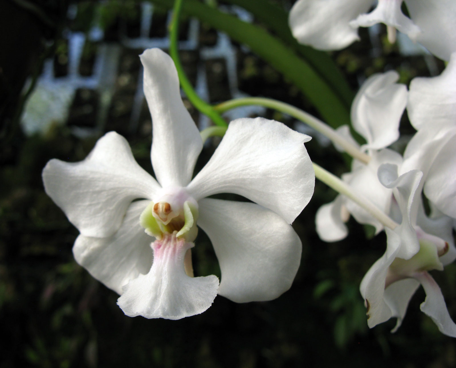 Vanda javirae