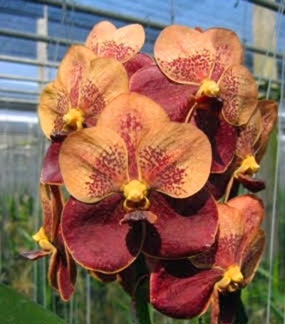 Vanda Jiraprapa-Davarak x Vanda Butterfly