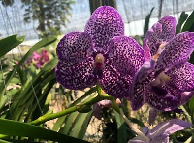 Vanda Kulvadee Fragrance