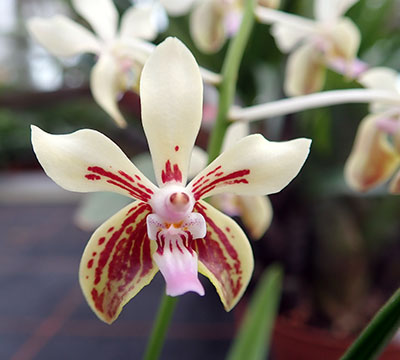 Vanda lamellata ,Okinava'