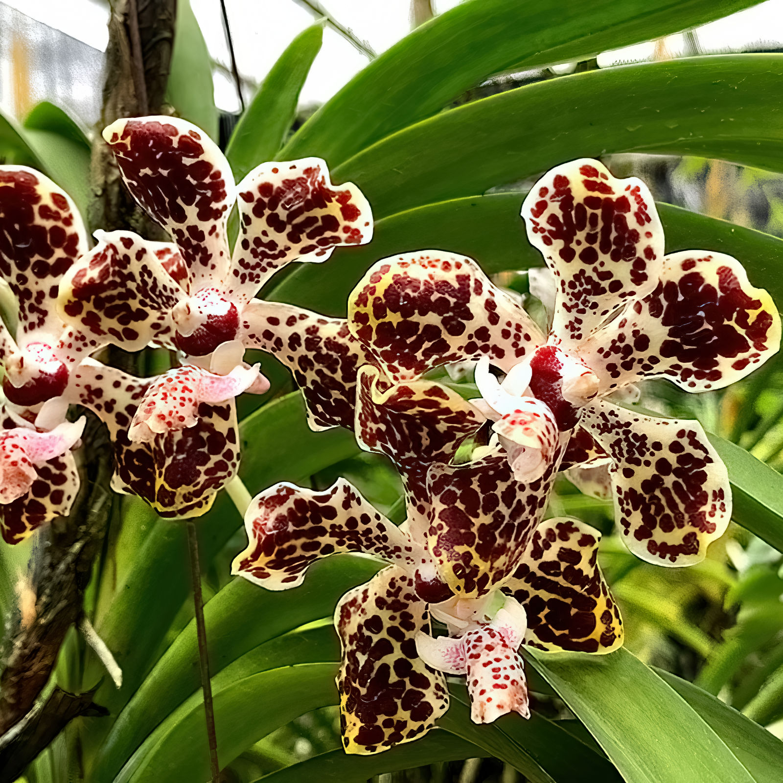 Vanda lombokensis