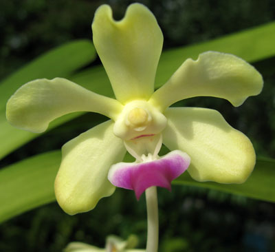 Vanda luzonica