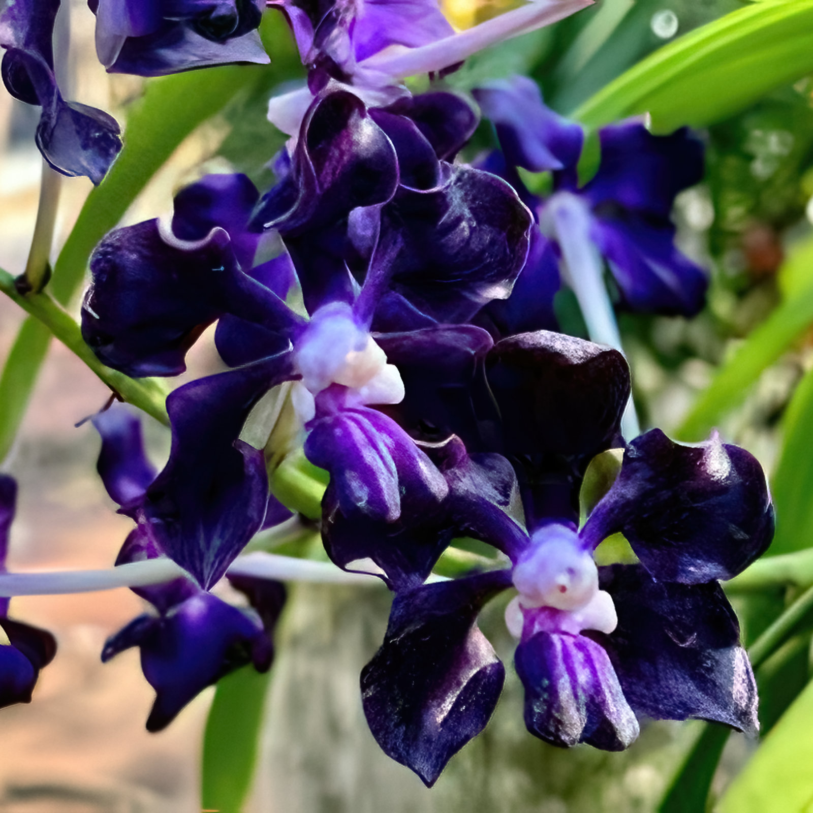 Vanda merillii Kreuzung  ,Black Knight'