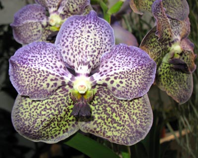 Vanda Moonlight Blue