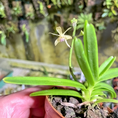 Vanda parviflora